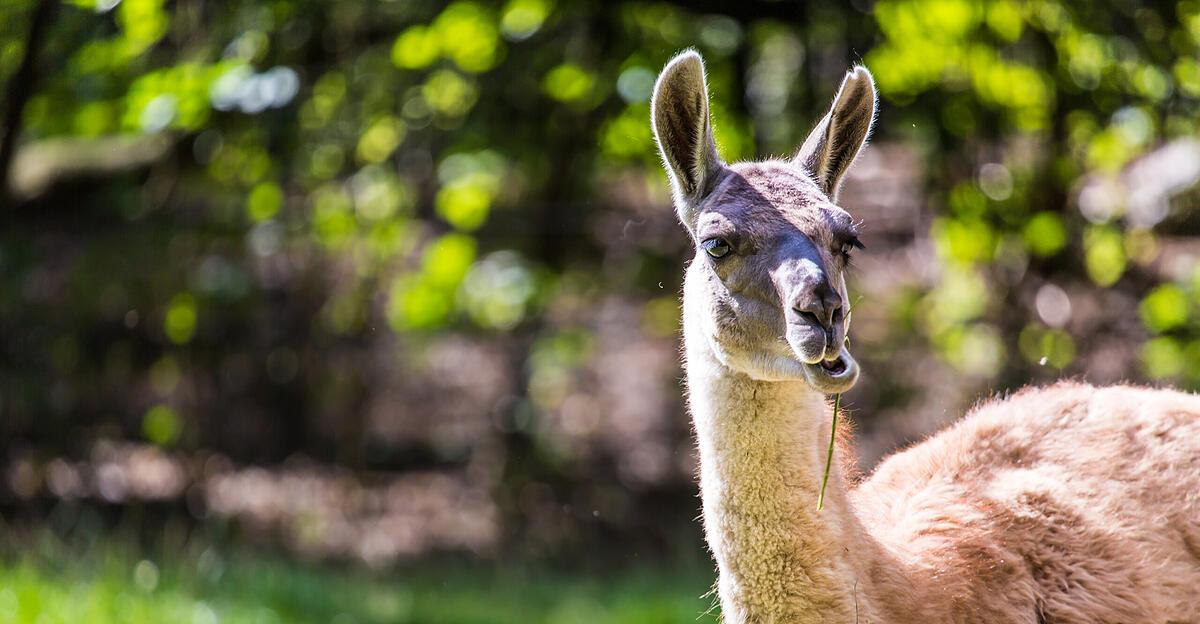 Mann hatte in Deutschland Kängurus und Lamas im Auto