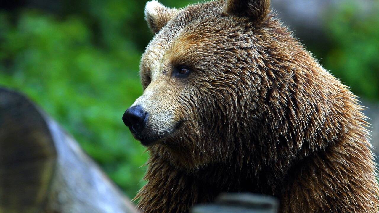 “Gefährlich nah”: Sky-Doku begibt sich auf Spur von Bären im Trentino